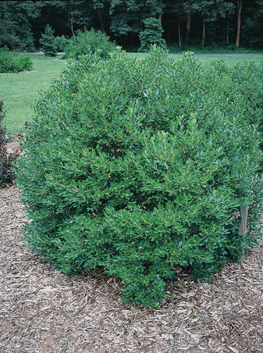 Shamrock Nursery