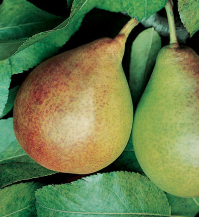 D Anjou Pears